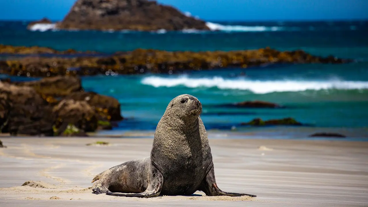 Sea Lion Sandfly Bay, New Zealand