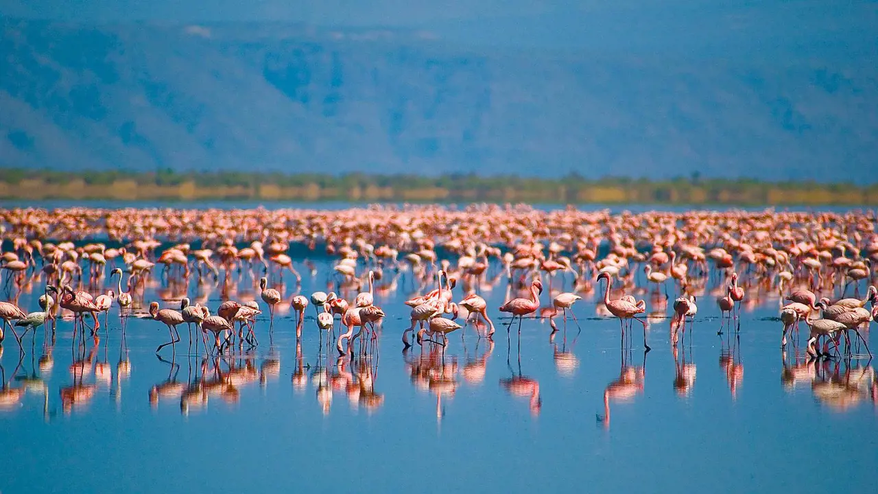  Flamingos, Tanzania