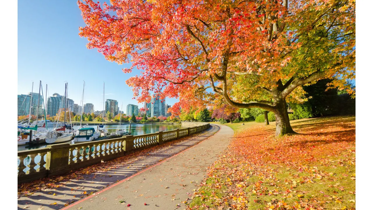 Colors of the autumn. Stanley Park in Vancouver. Canada.