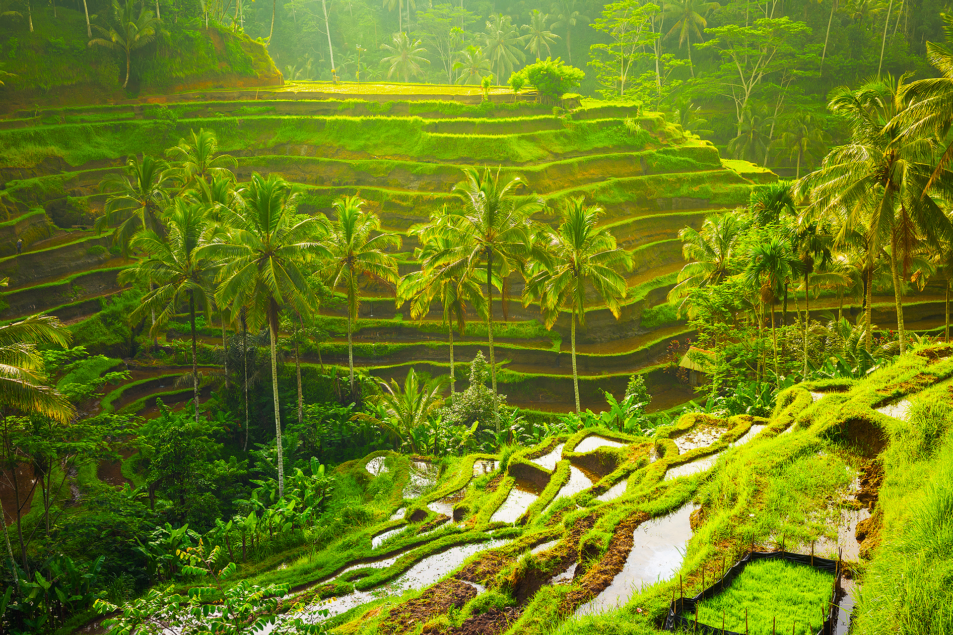 Lush green rice terraces surrounding the village of Ubud in Bali, with palm trees and tropical vegetation