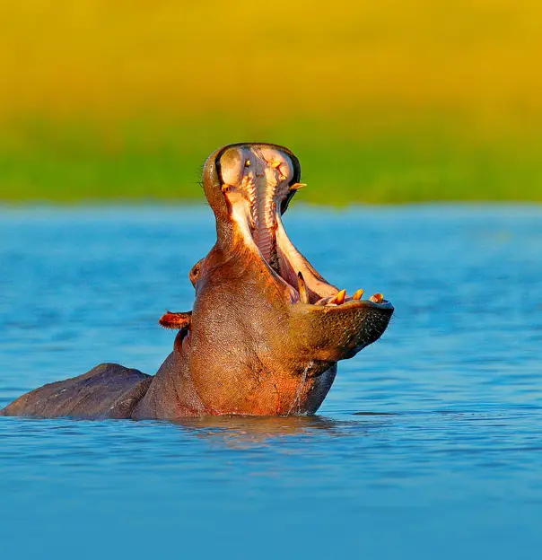 Sh 1061441501 Hippo Kruger National Park