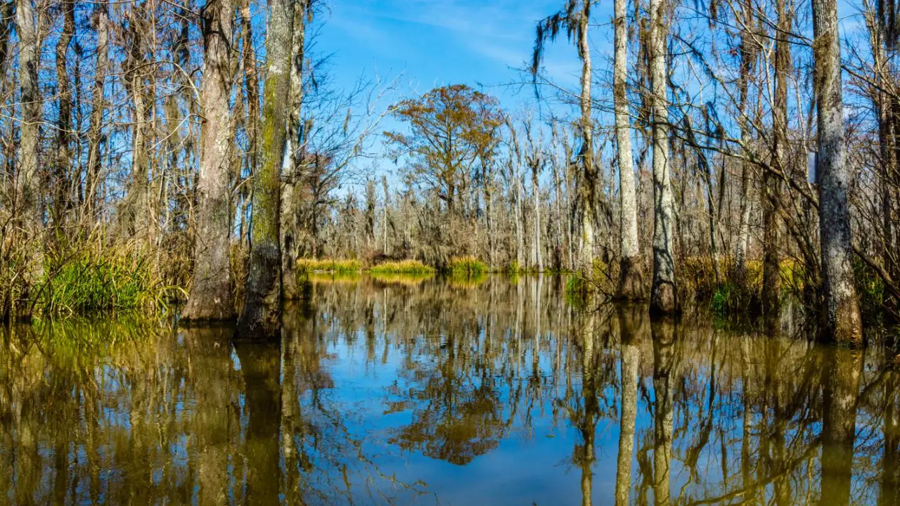 Louisiana bayou near New Orleans