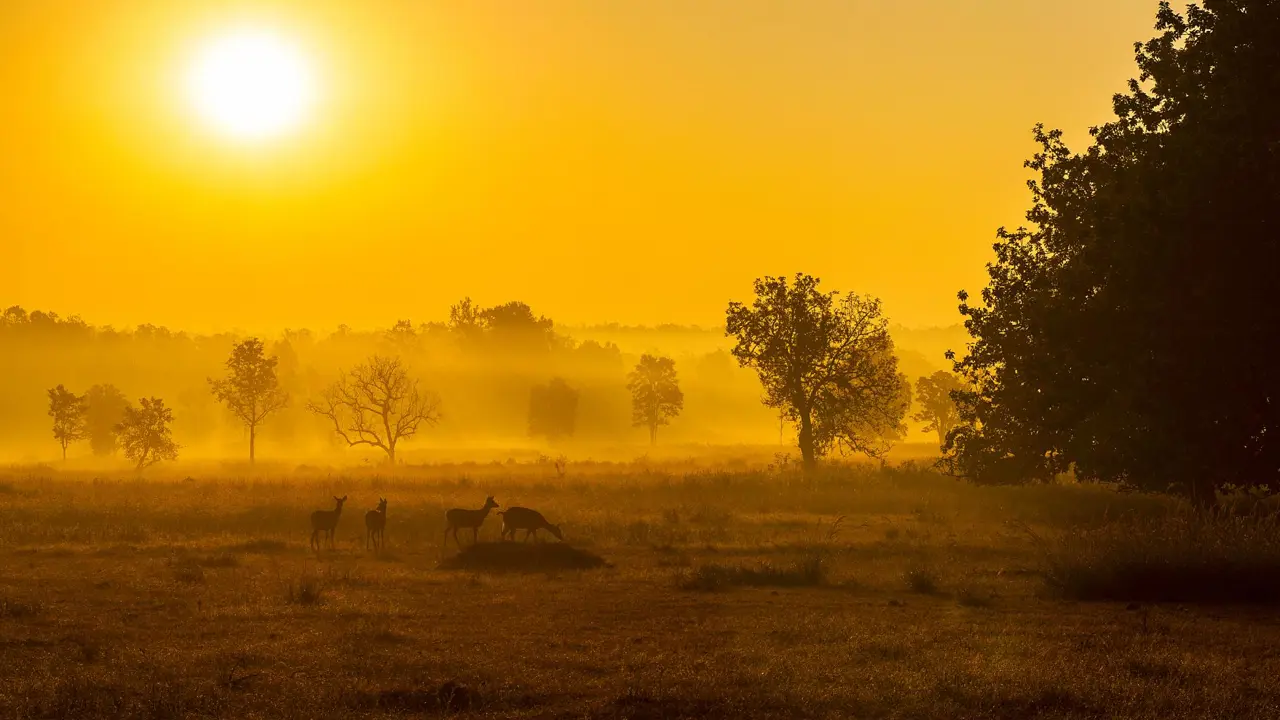 Sunrise, Kanha National Park