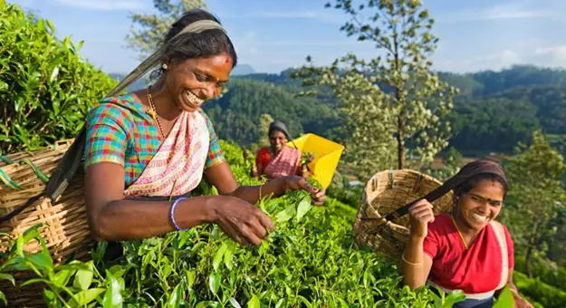 Tea Plantation Sri Lanka