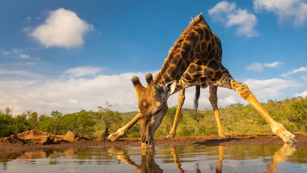 Giraffe, Kruger National Park