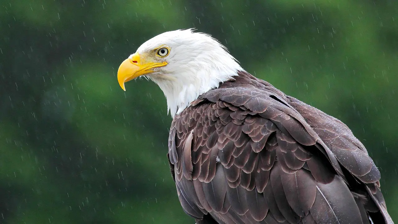 Bald Eagle, Prince Rupert, British Columbia