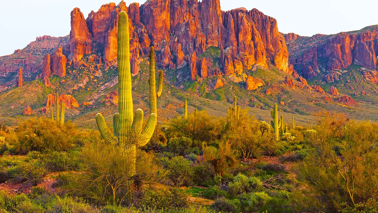 Saguaro Cactus, Arizona