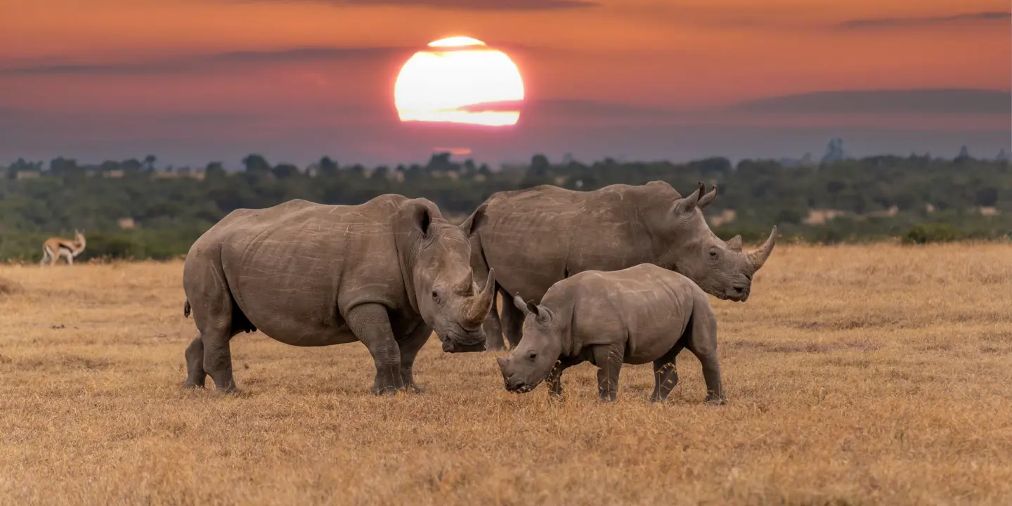 White Rhino With Sunset In Background Kenya