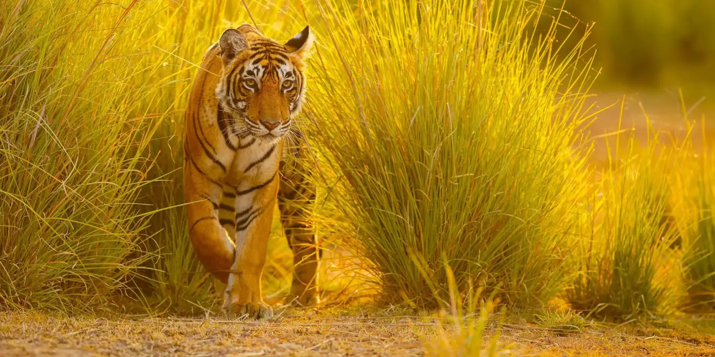 A Bengal tiger walks through tall golden grass in the warm evening sunlight at Ranthambore National Park, India