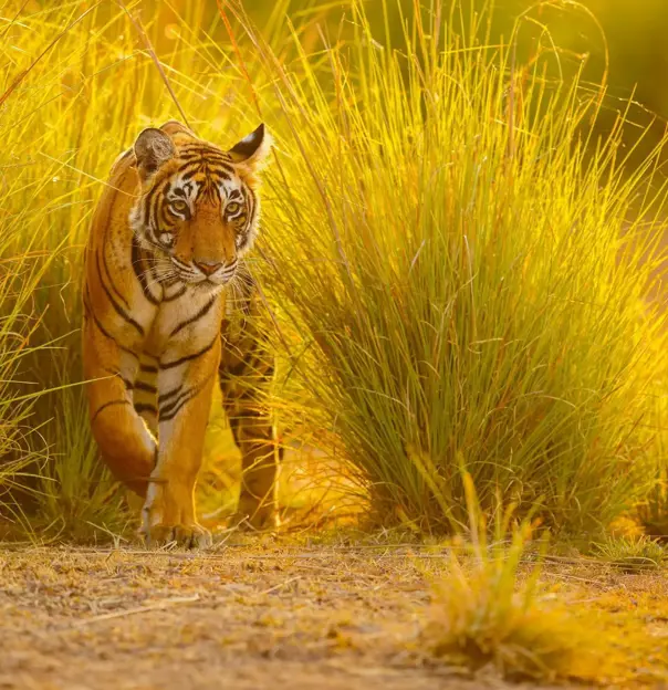 A Bengal tiger walks through tall golden grass in the warm evening sunlight at Ranthambore National Park, India