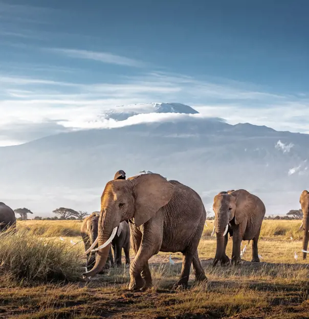 Herd of Elephants in Kenyan National Park