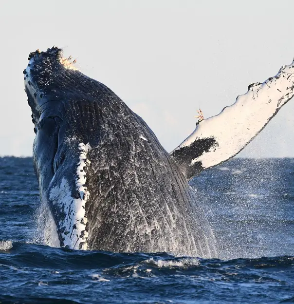 Whale watching cruise, orca