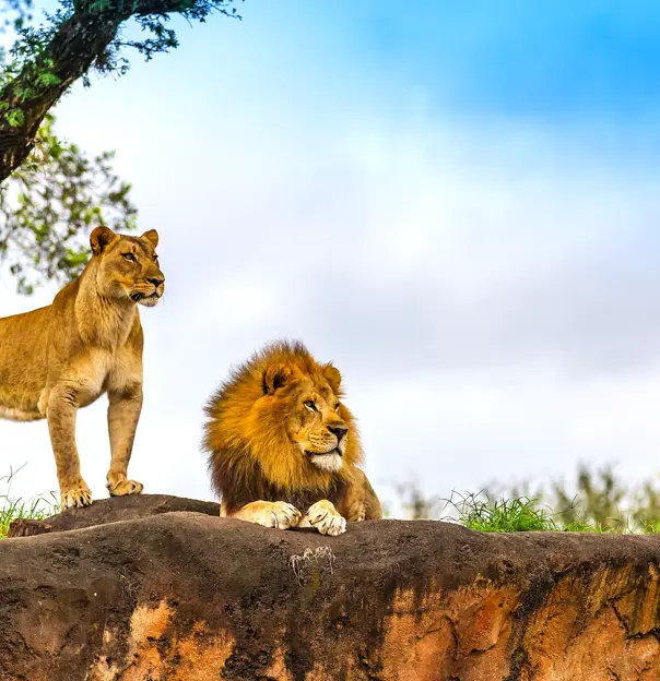 Lions, Kruger National Park