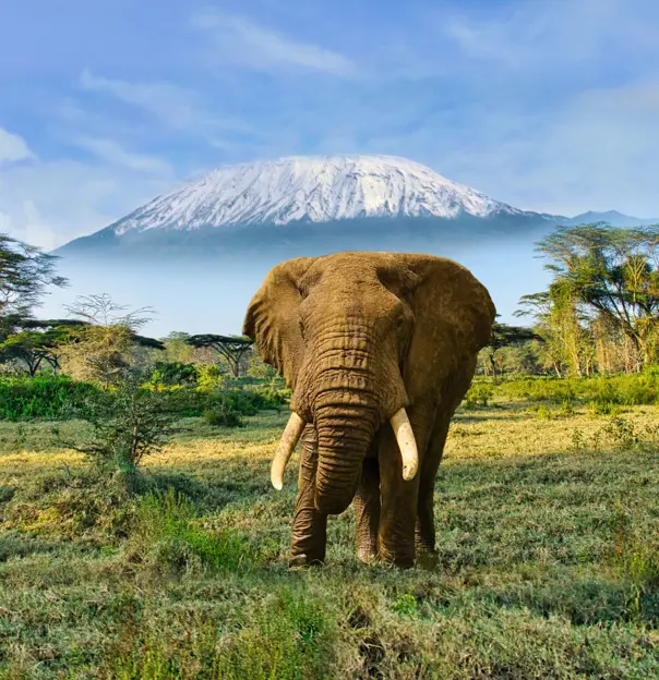 Elephant And Mount Kilimanjaro In Amboseli National Park