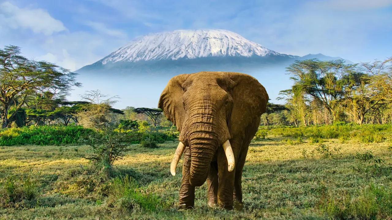 Elephant And Mount Kilimanjaro In Amboseli National Park