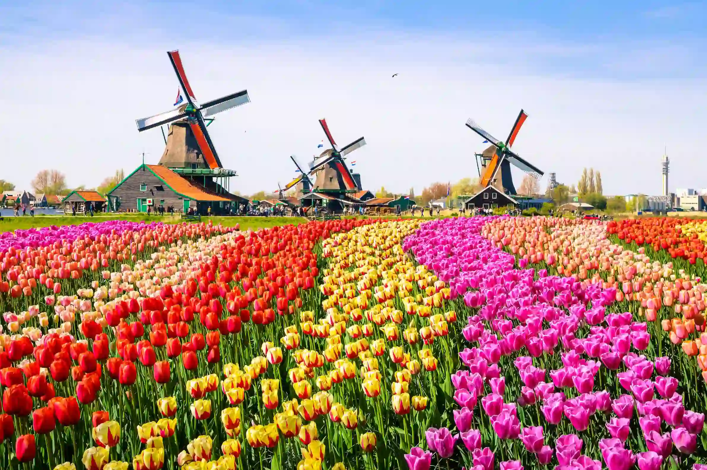 Landscape with tulips, traditional dutch windmills and houses near the canal in Zaanse Schans, Netherlands, Europe