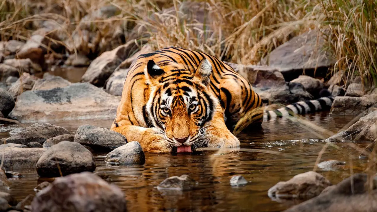A Bengal tiger crouches by a stream, drinking water among rocks and dry grass in Ranthambore National Park in India