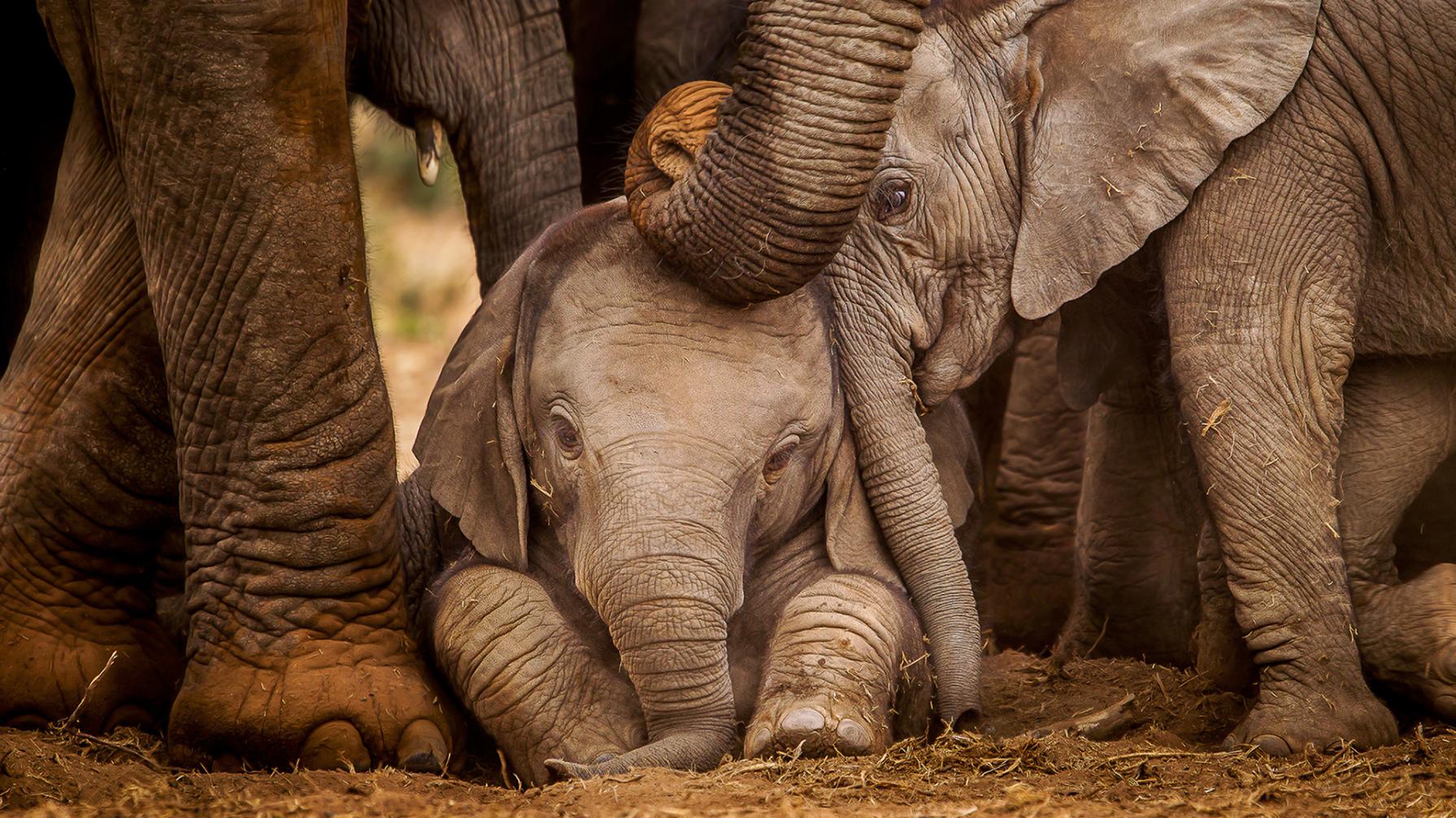 Two baby African elephants huddle closely beneath the gentle trunks of their protective herd