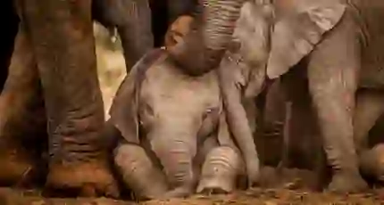 Two baby African elephants huddle closely beneath the gentle trunks of their protective herd