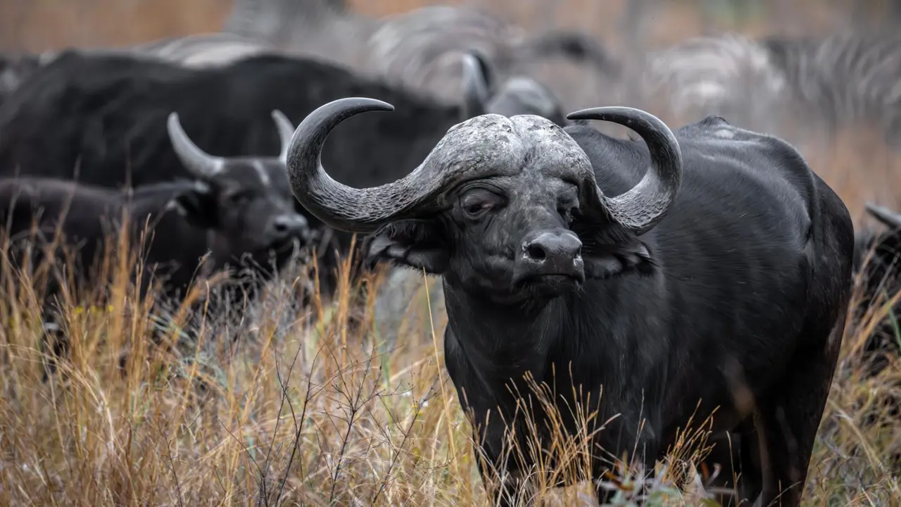 Buffalo