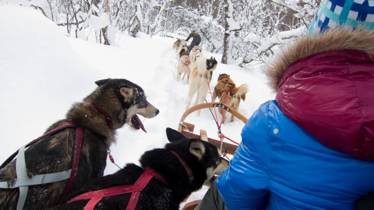 Huskies pulling a sleigh along from the passengers' point of view, in the snow