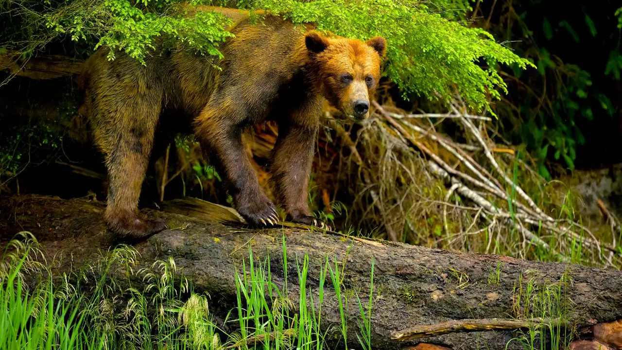 Brown Bear, Prince Rupert, British Columbia