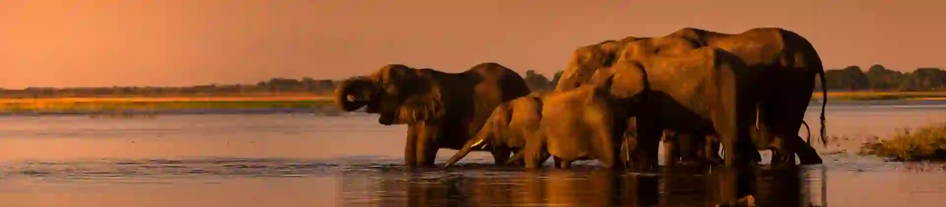 Chobe River, Botswana, elephants drinking