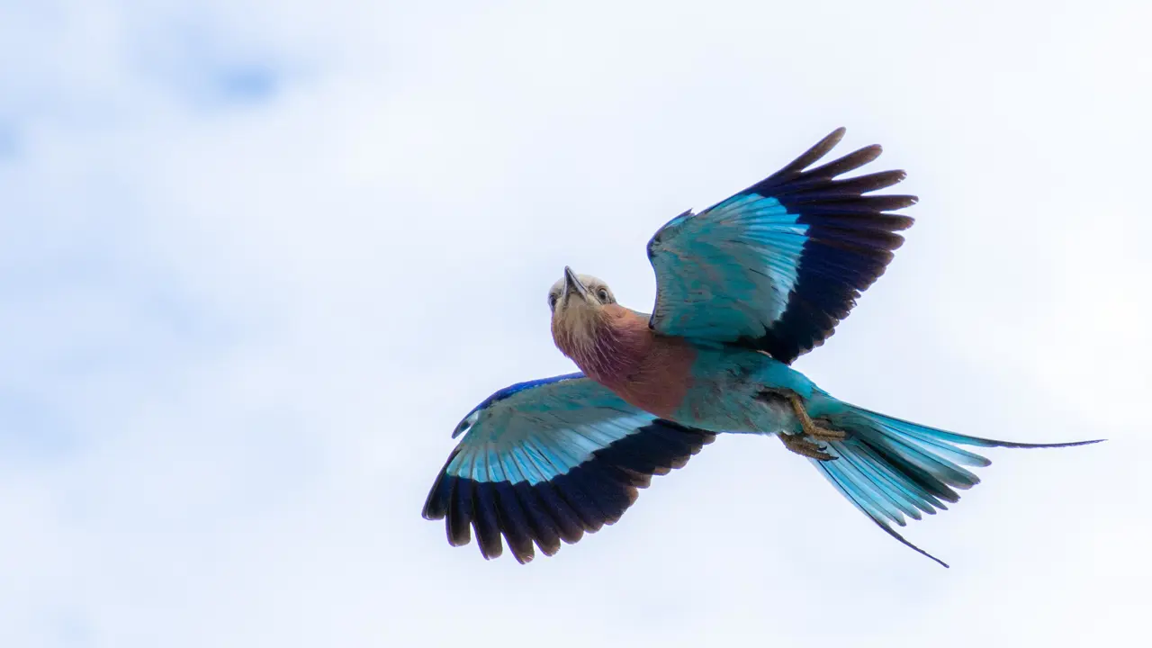 Chobe Beautiful Birding 1