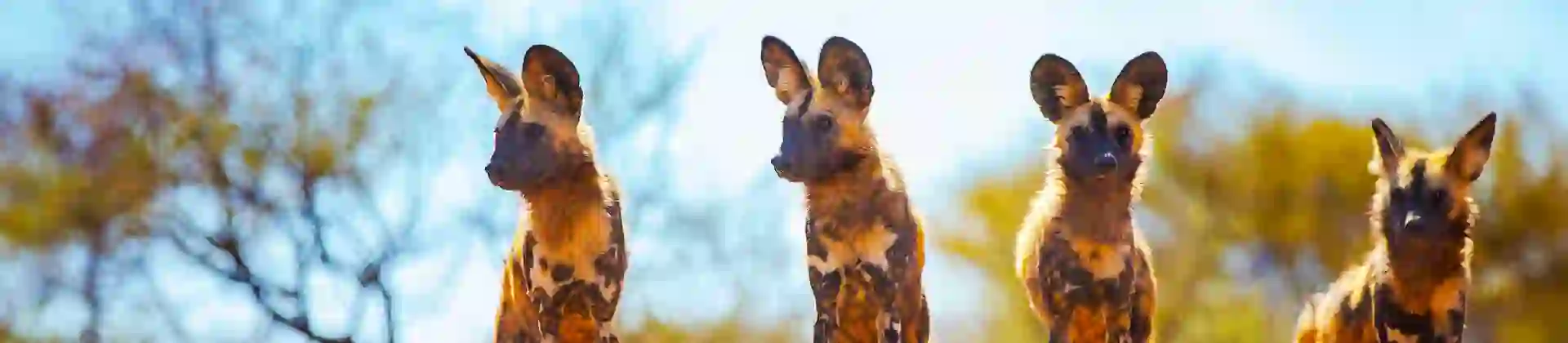 Painted Dogs, Hwange, Zimbabwe