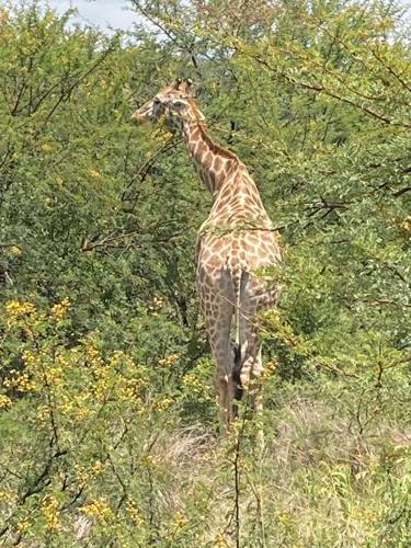 Staff Trip To A South African Safari Holiday with Newmarket Holiday