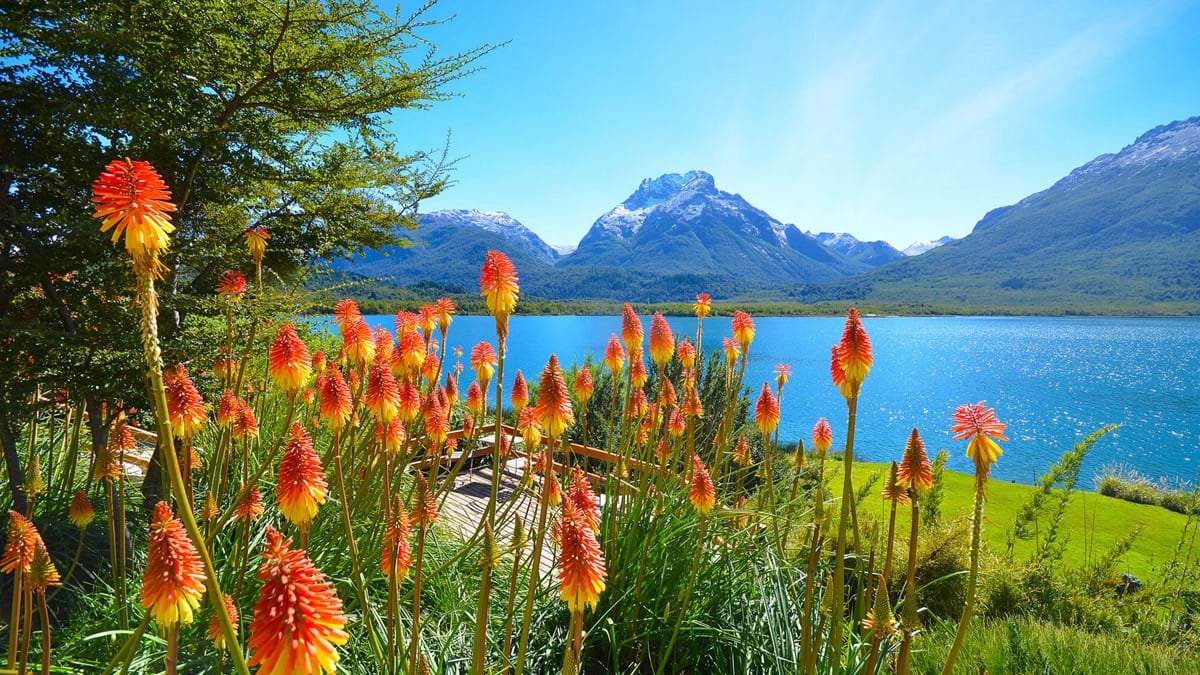 Flowers By The Mascardi Lake At Bariloche In The Nahuel Huapi National Park Patagonia Argentina