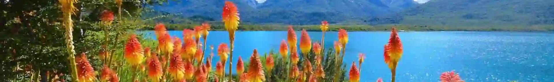 Flowers By The Mascardi Lake At Bariloche In The Nahuel Huapi National Park Patagonia Argentina