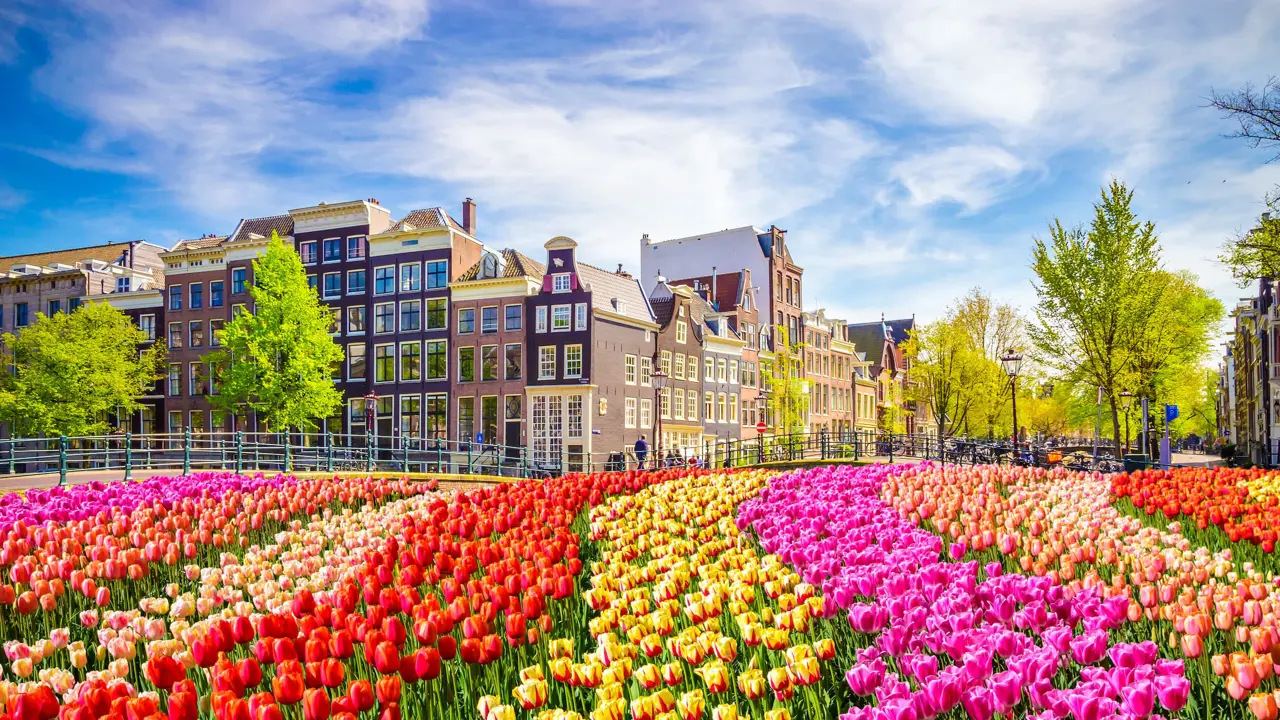 Traditional old buildings and tulips in Amsterdam, Netherlands