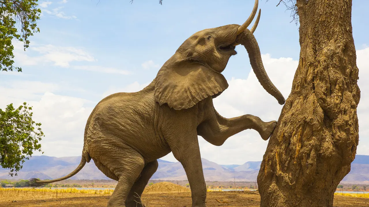 Large Male Elephant Next to Tree in Zimbabwe