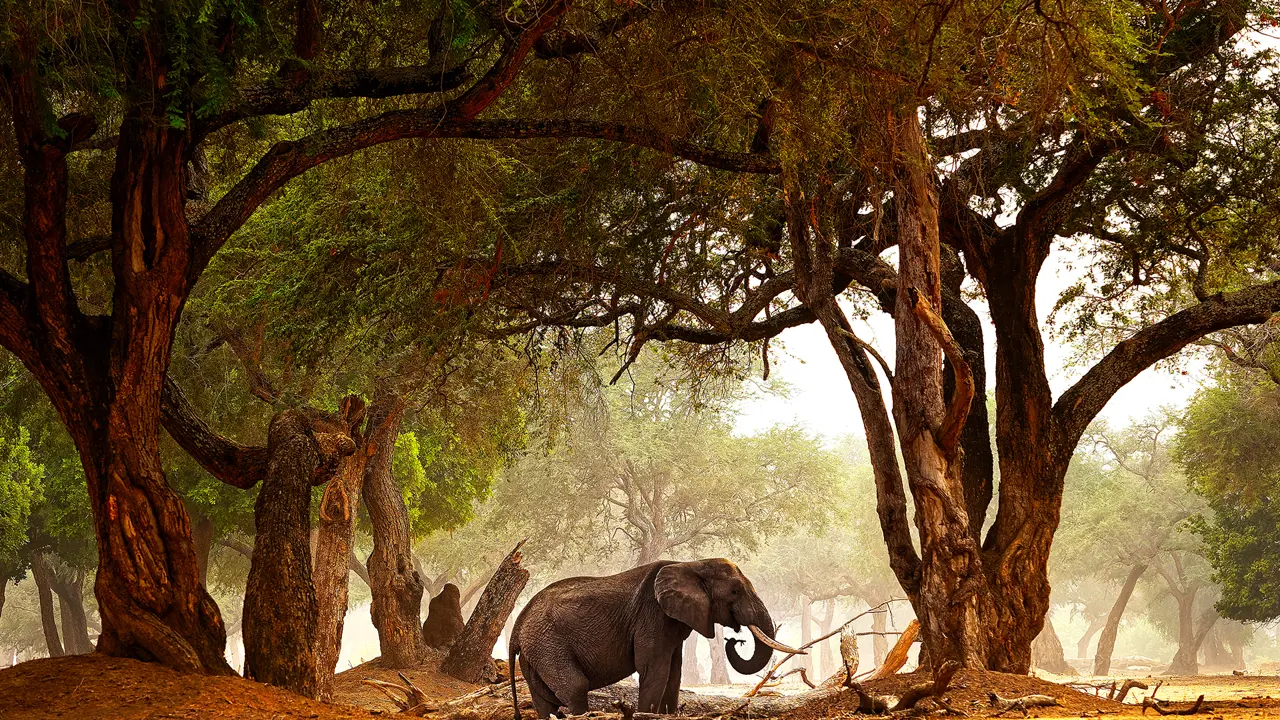 Elephant, Zambezi National Park