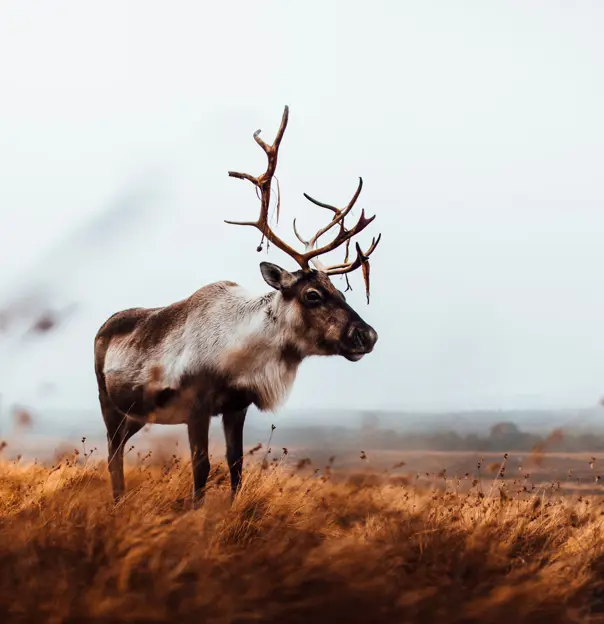 Scottish Reindeer Christmas Mountain Aviemore Cairgorms