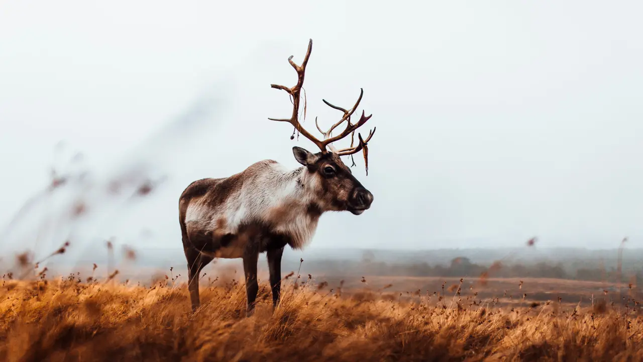 Scottish Reindeer Christmas Mountain Aviemore Cairgorms