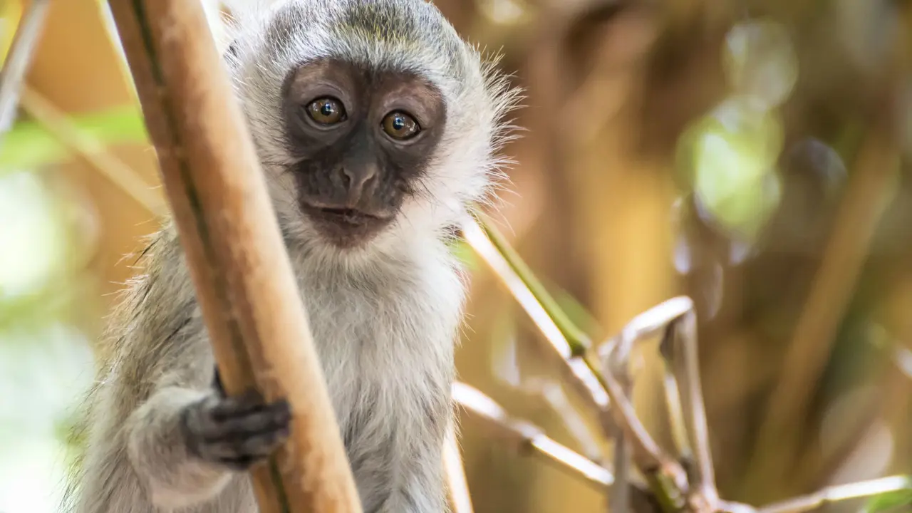 Baby Vervet Monkey Amboseli National Park