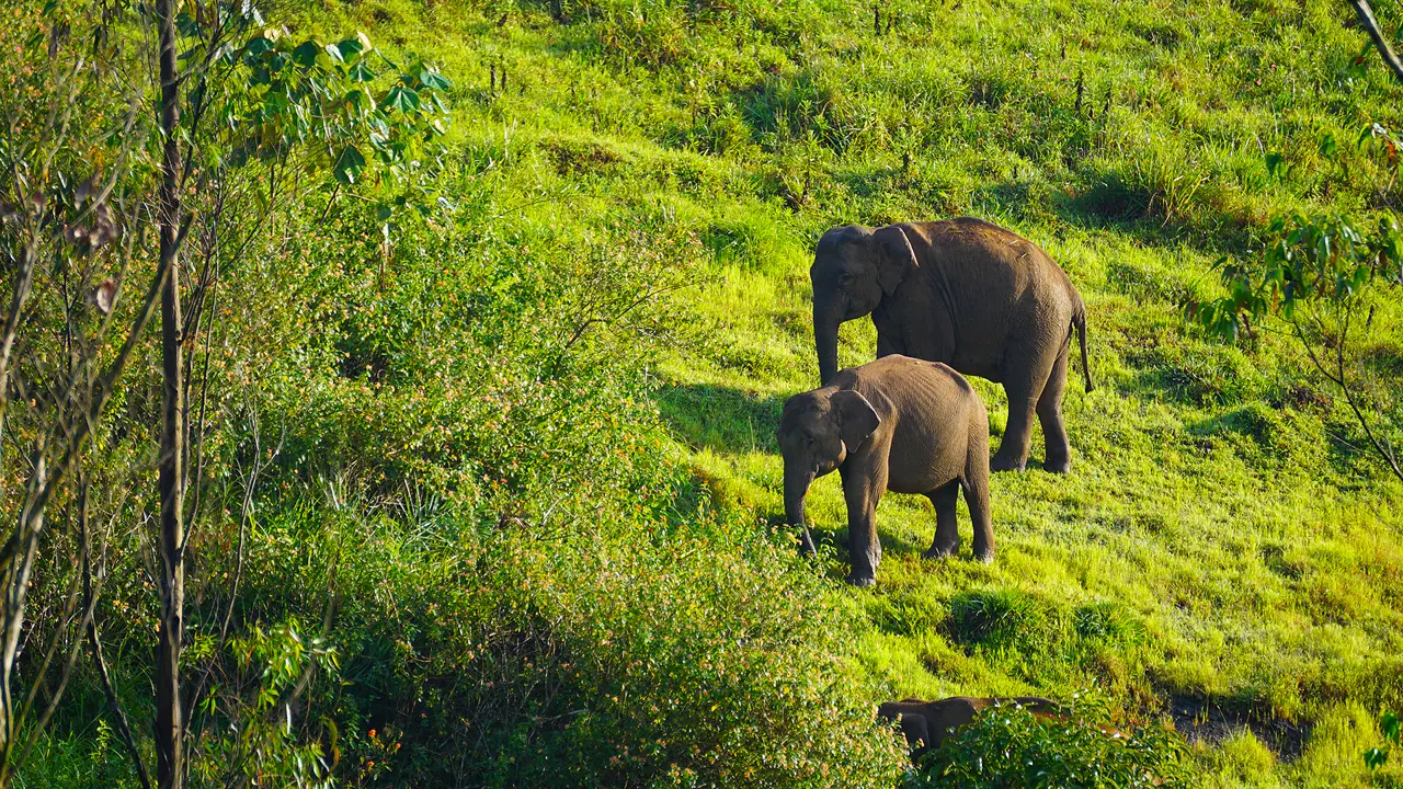 Elephant, Periyar, India