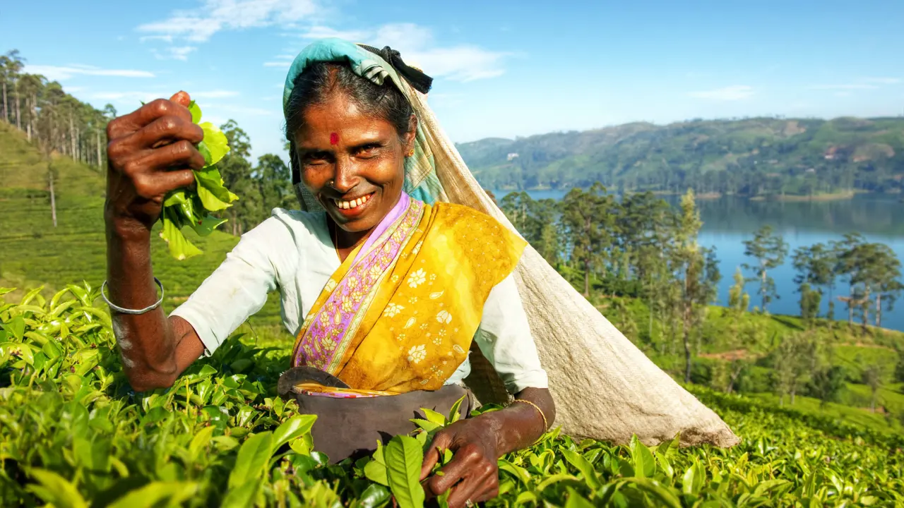 Indigenous Sri Lankan Tea Picker