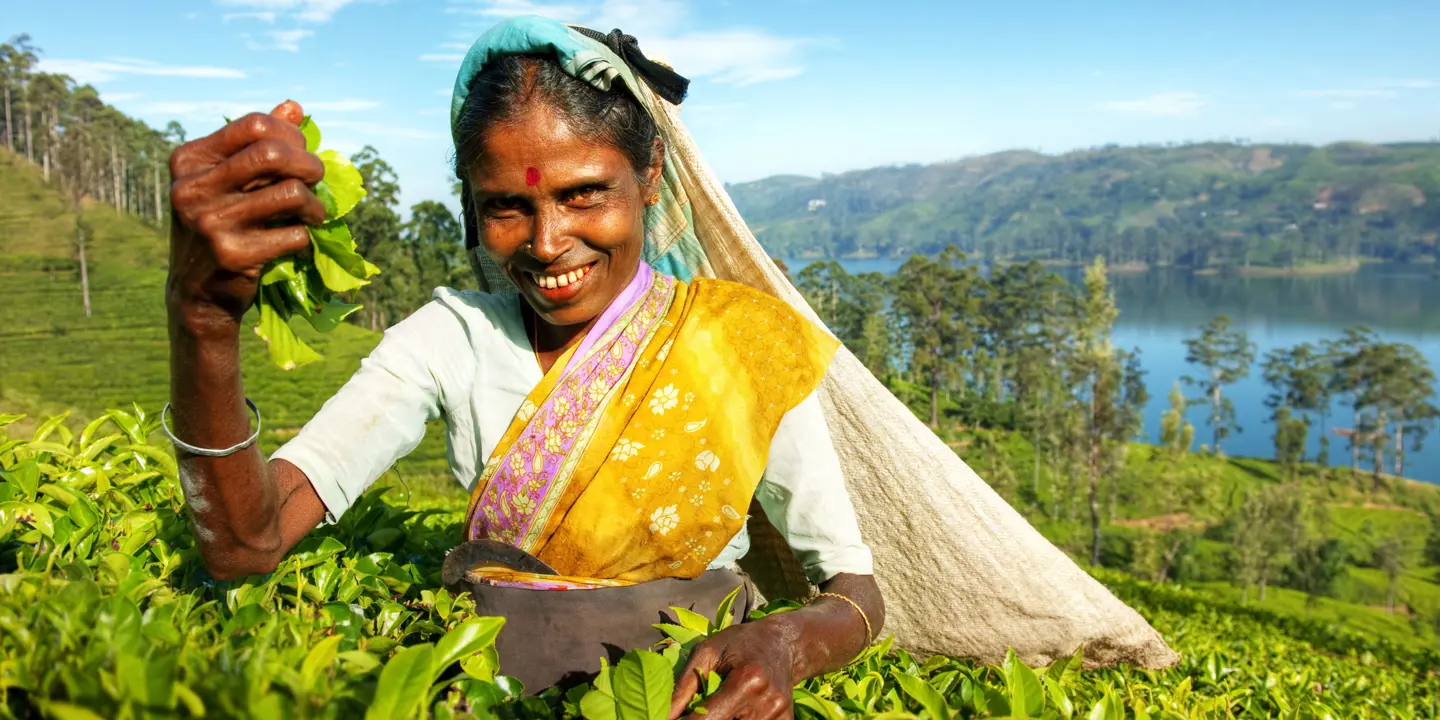 Indigenous Sri Lankan Tea Picker