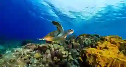 Sh 2652711911 Giant Sea Turtle, Great Barrier Reef