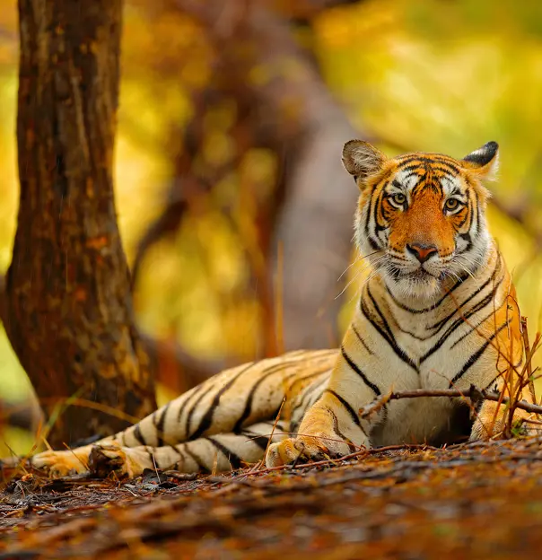 Sh 753506305 Tiger, Ranthambore National Park, Rajasthan, India