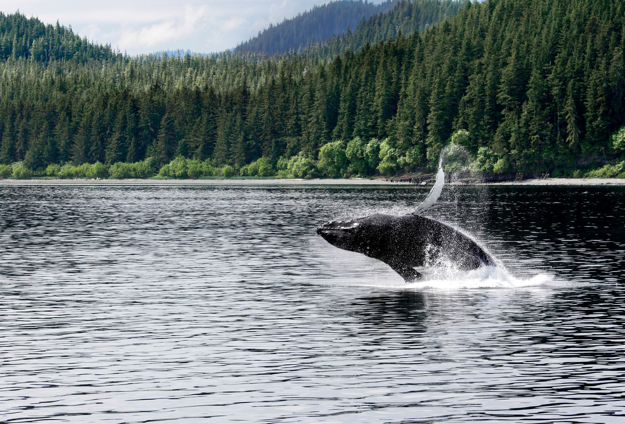 A humpback whale swimming in coastal waters off Canada, with its back and dorsal fin visible above the surface
