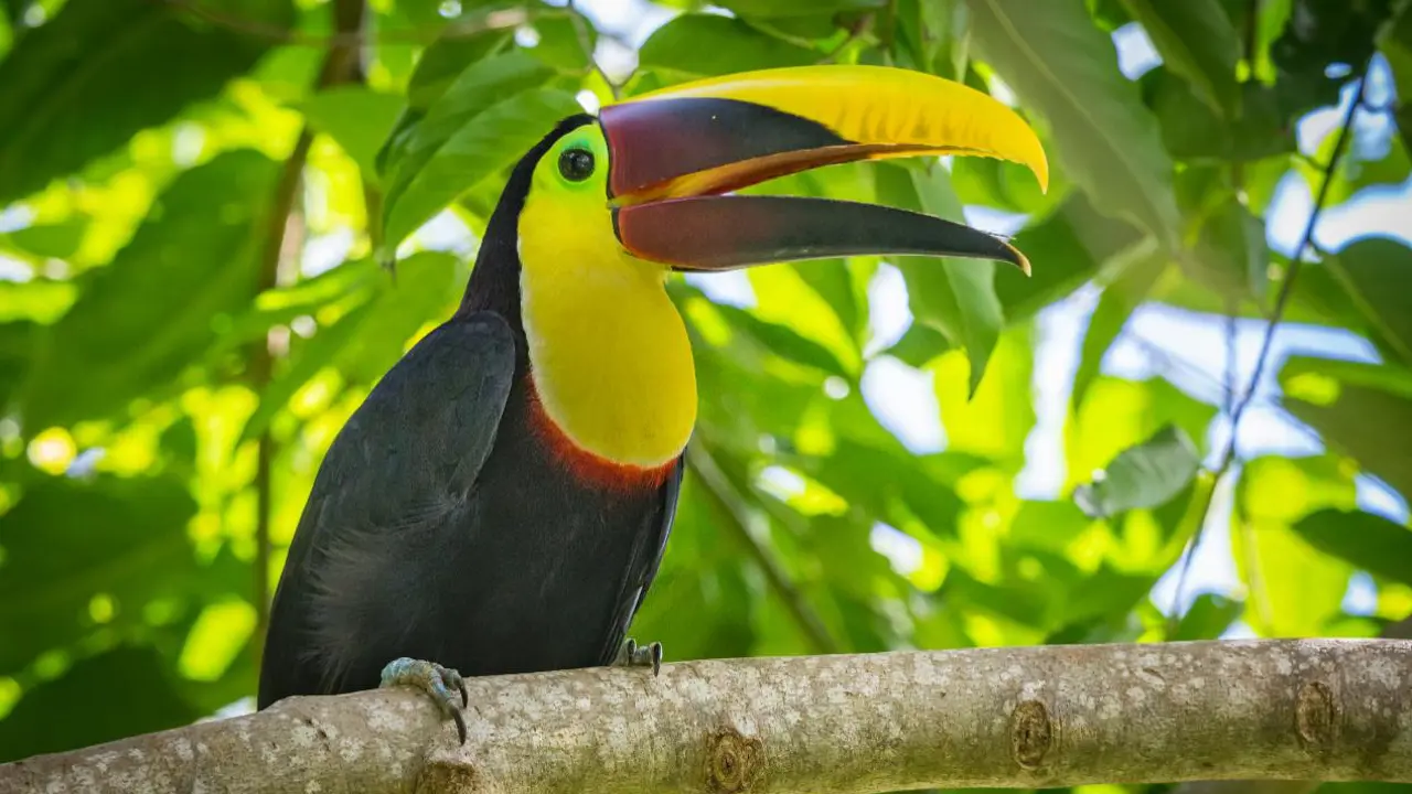 Yellow Throated Tucan