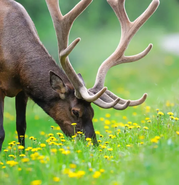 Wild Bull Elk Banff National Park