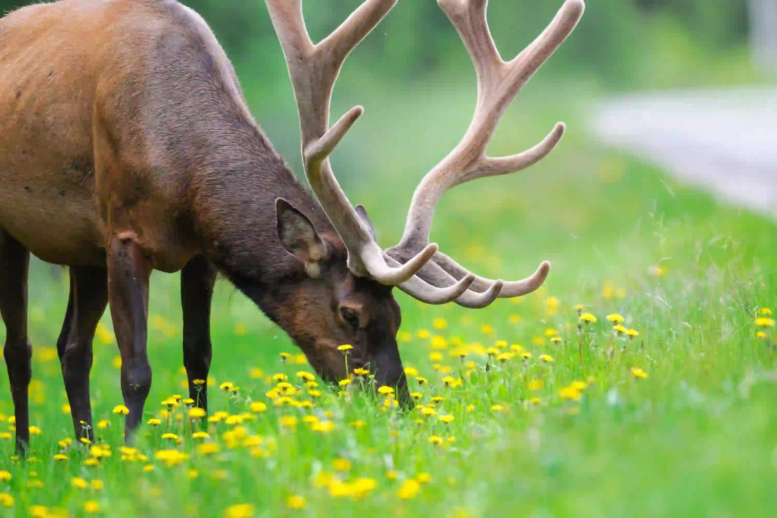 Wild Bull Elk Banff National Park