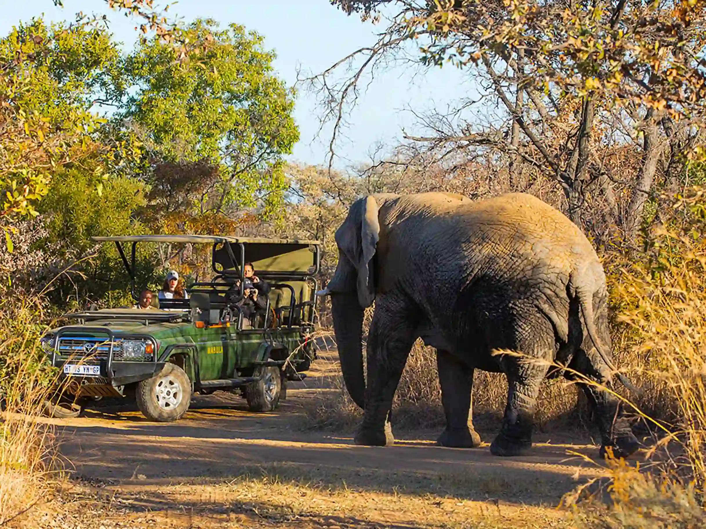 Tourists on Game Drive in South Africa