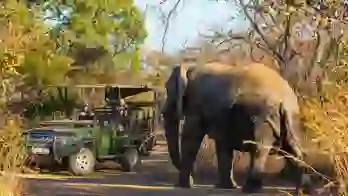 Tourists observing an elephant on a game drive in Mabula Game Reserve, South Africa
