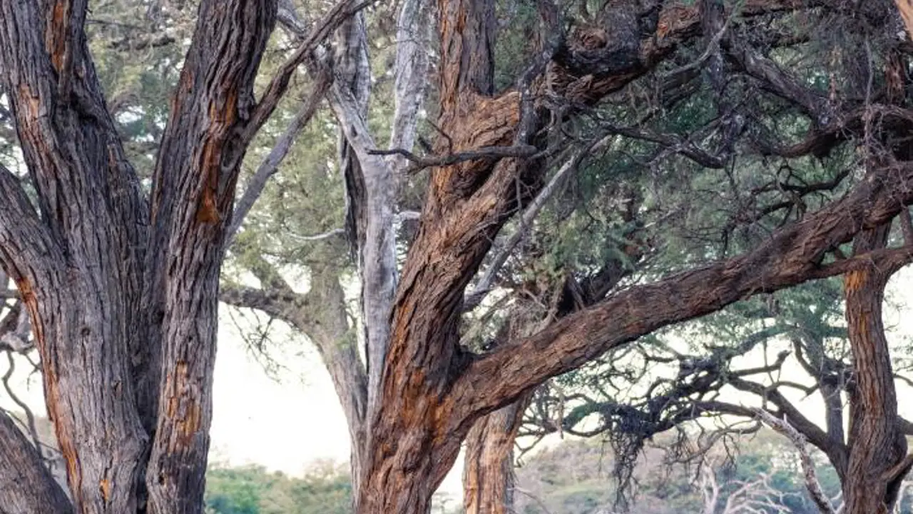 Hwange National Park, Zimbabwe